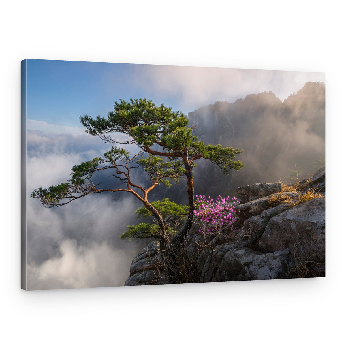 Misty Cliff Pine Blossoms – Canvas Print