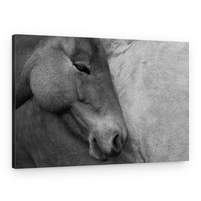 Peaceful Horse Embrace – Canvas Print