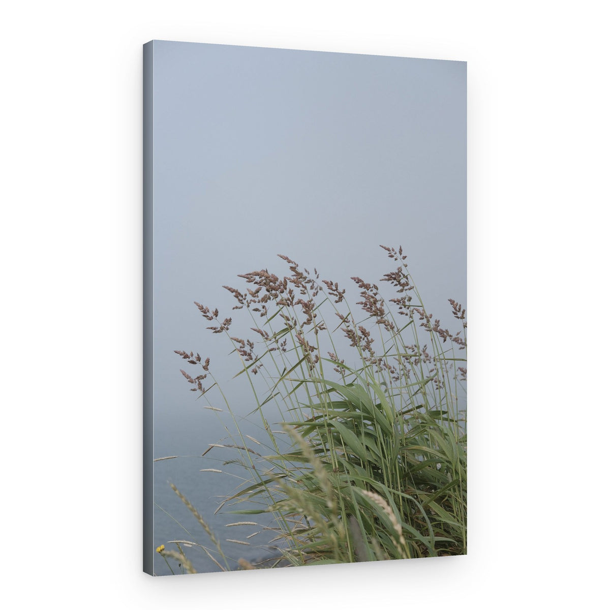 Misty Morning Grasses – Canvas Print