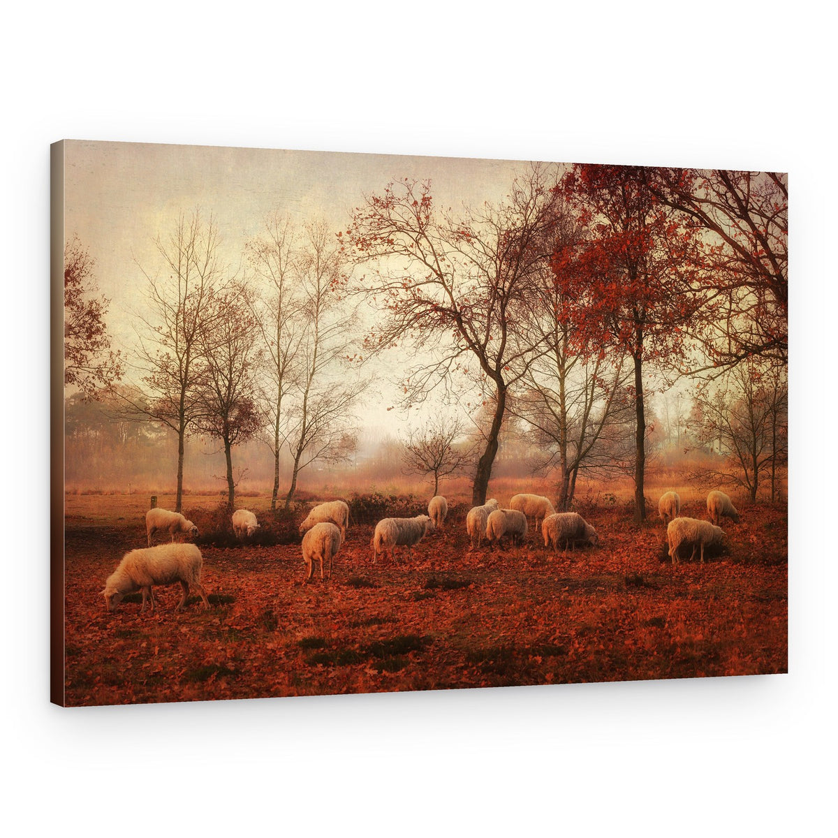 Peaceful Autumn Sheep – Canvas Print