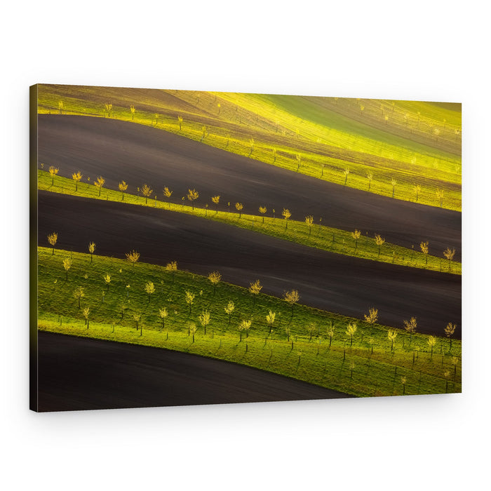 Wavy Golden Fields – Canvas Print