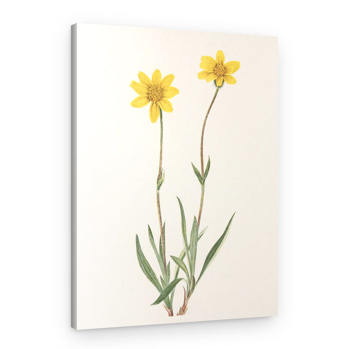 Woolly Arnica From North American Wildflowers (1925) By Mary Vaux Walcott – Canvas Print