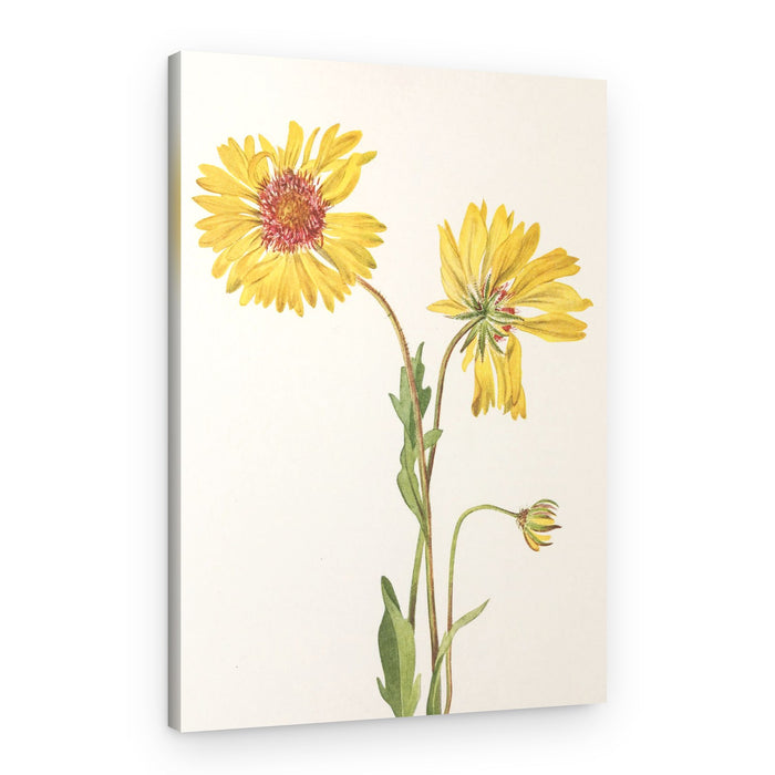 Perennial Gaillardia From North American Wildflowers (1925) By Mary Vaux Walcott – Canvas Print