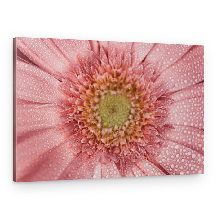 Fresh Pink Daisy – Canvas Print