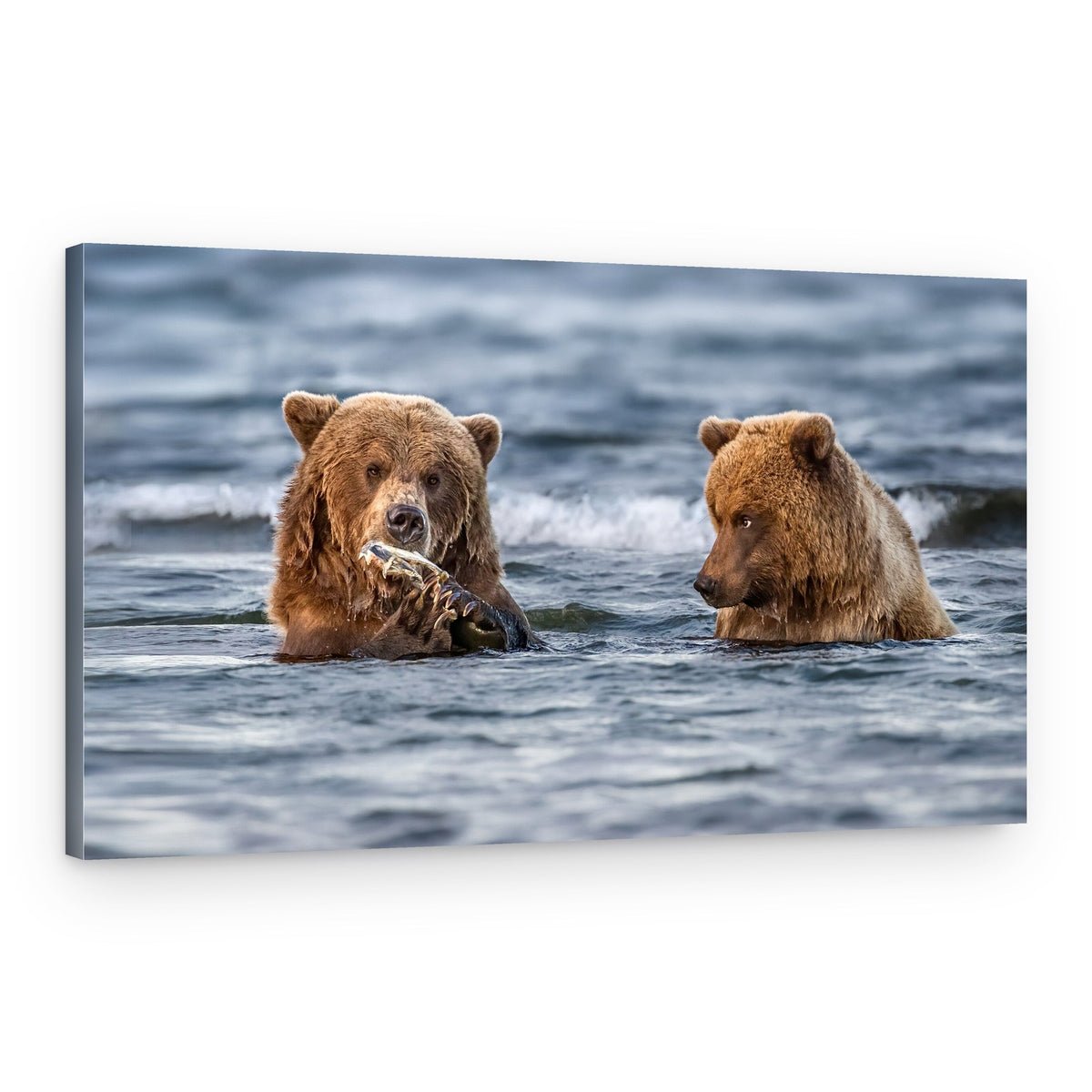Wild Bears Fishing – Canvas Print