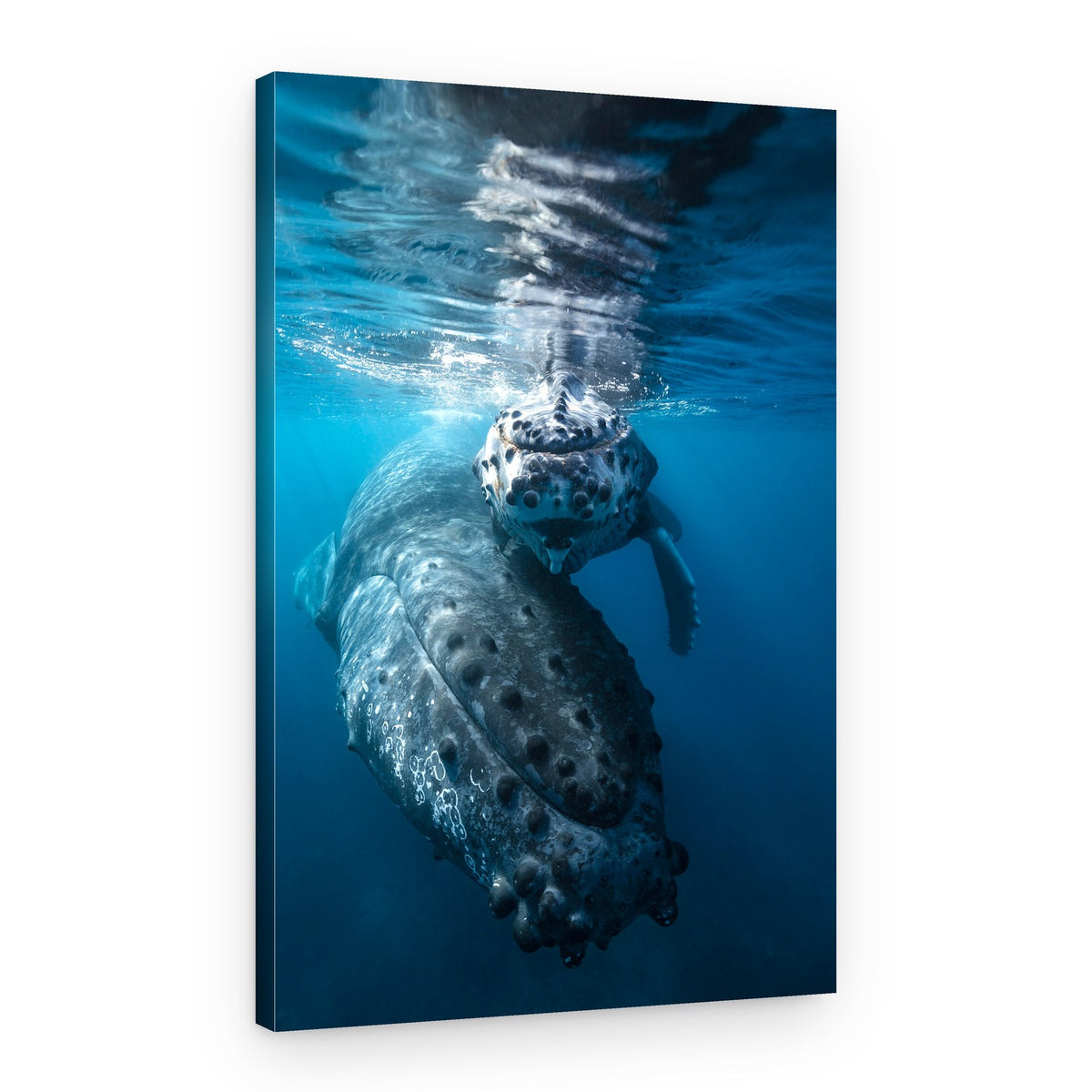 Whale Mother and Calf – Canvas Print