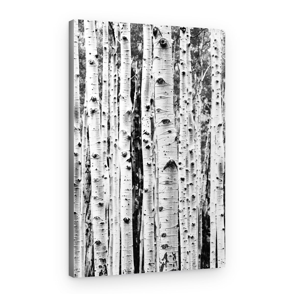 Birches – Canvas Print