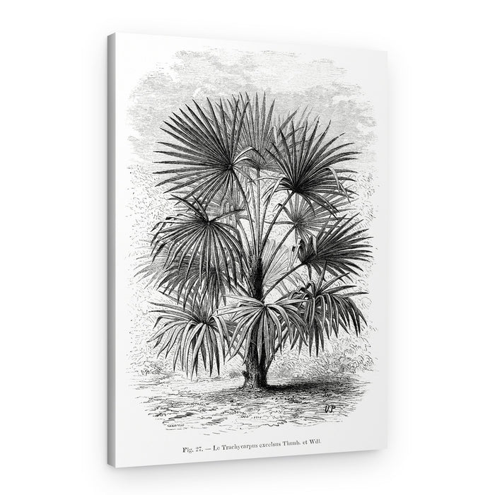 Vintage Palm Tree Drawing Xi – Canvas Print