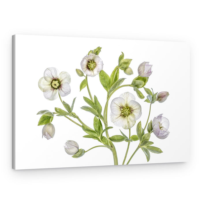 Hellebore – Canvas Print