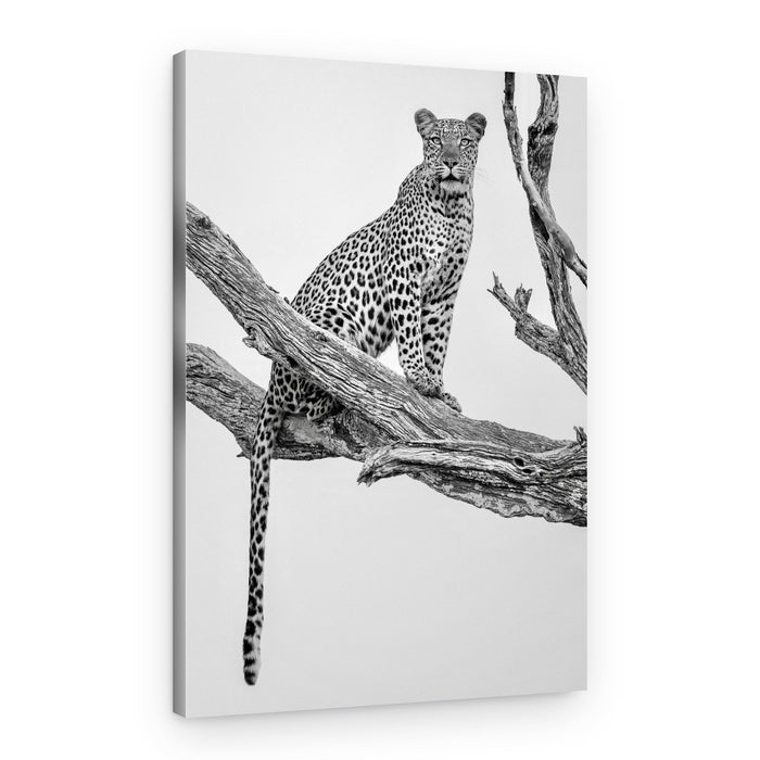 Majestic Leopard Perched – Canvas Print