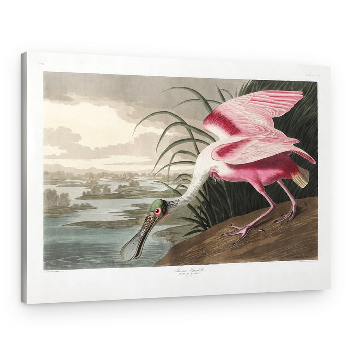 Roseate Spoonbill From Birds of America (1827) – Canvas Print