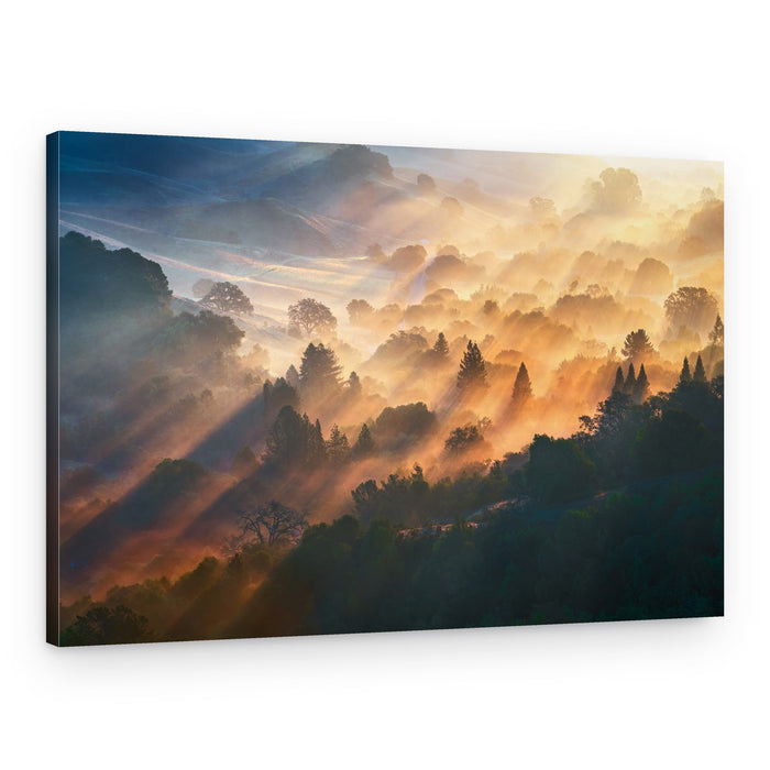 Golden Forest Sunbeams – Canvas Print
