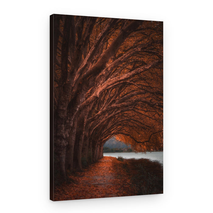 Autumn Tree Tunnel – Canvas Print