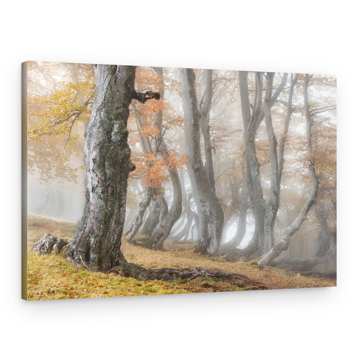 Enchanted Foggy Woods – Canvas Print