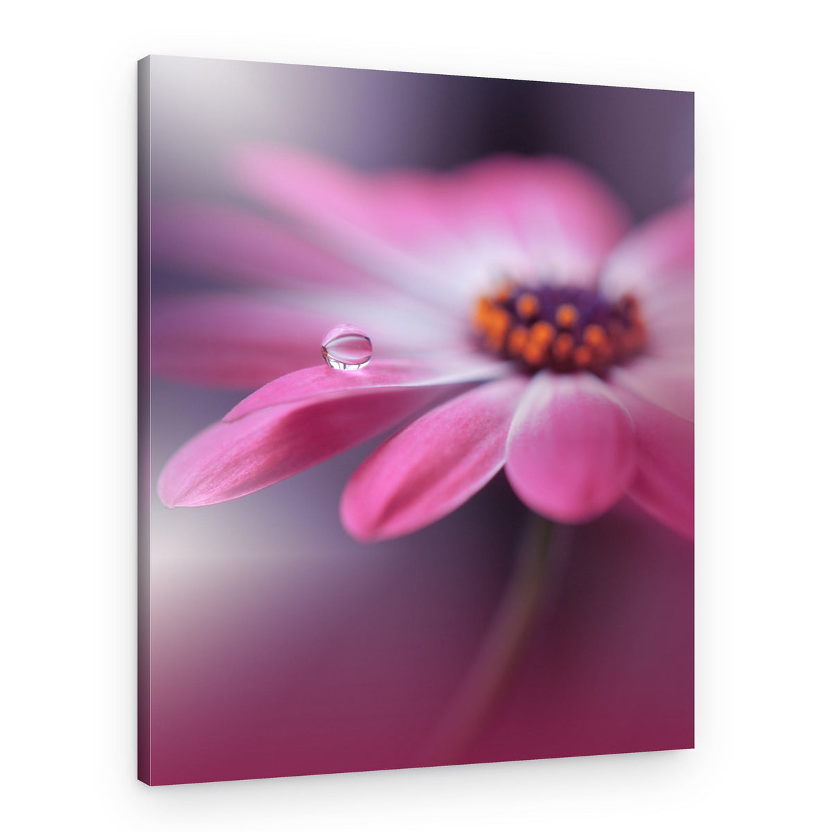 Pink Petal Water Drop – Canvas Print