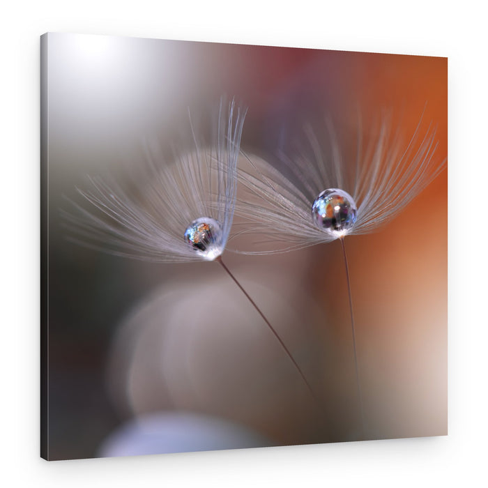 Delicate Dandelion Reflections – Canvas Print