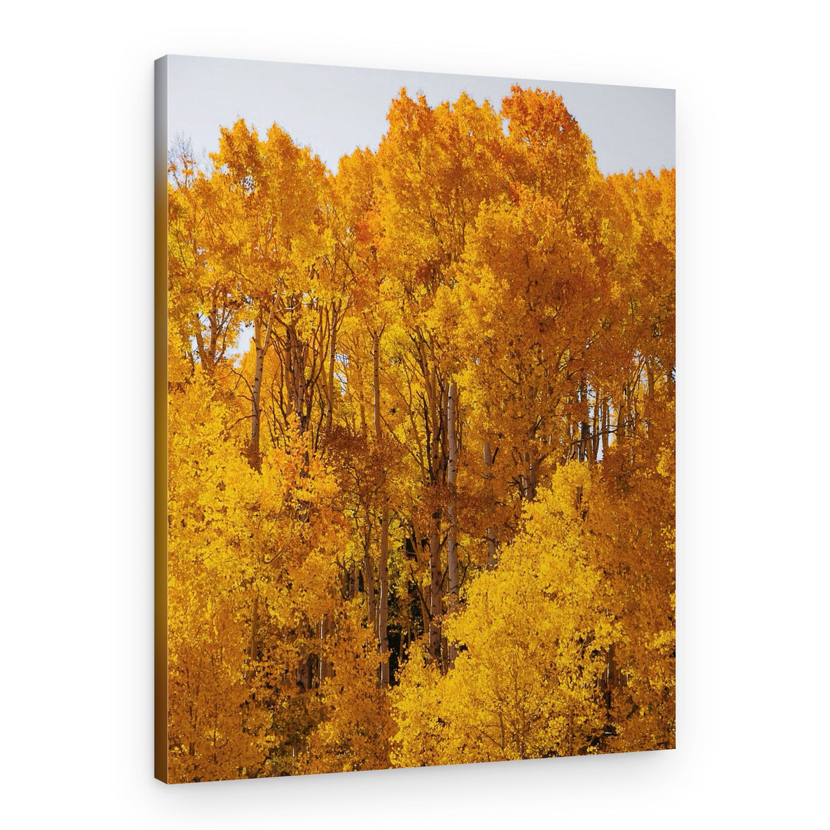 Golden Aspen Forest – Canvas Print