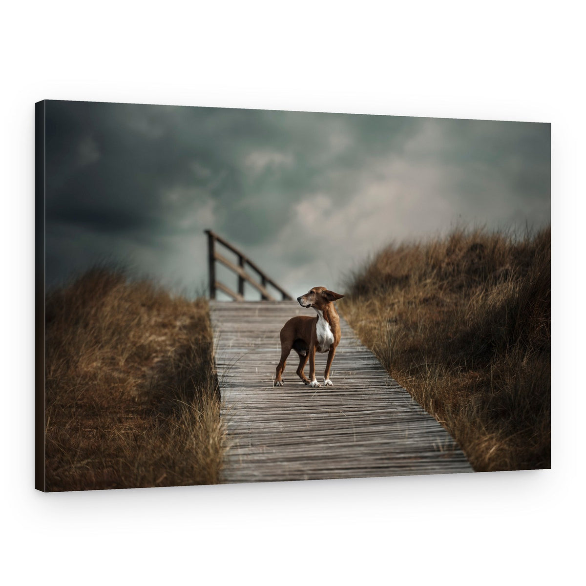 Dog on Coastal Boardwalk – Canvas Print