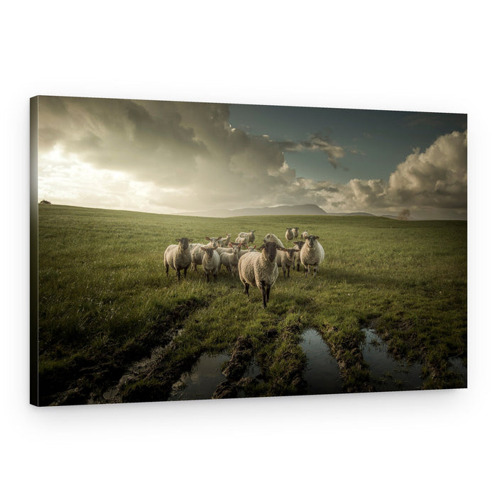 Sheep in Muddy Pasture – Canvas Print