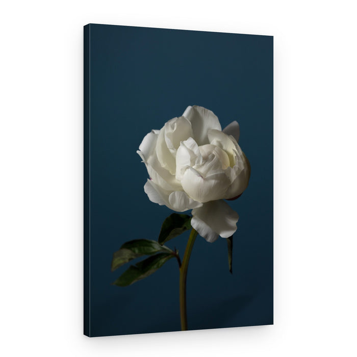 Elegant White Peony – Canvas Print