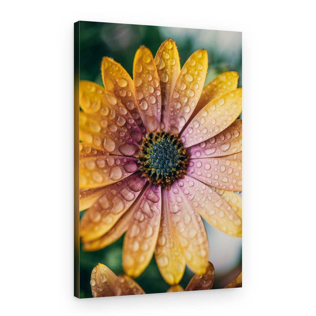 Dew Kissed Daisy – Canvas Print