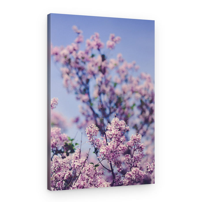 Spring Lilac Blooms – Canvas Print
