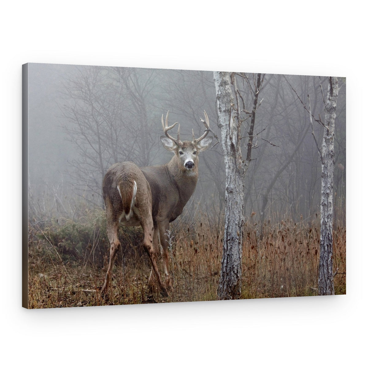 Foggy Forest Buck – Canvas Print