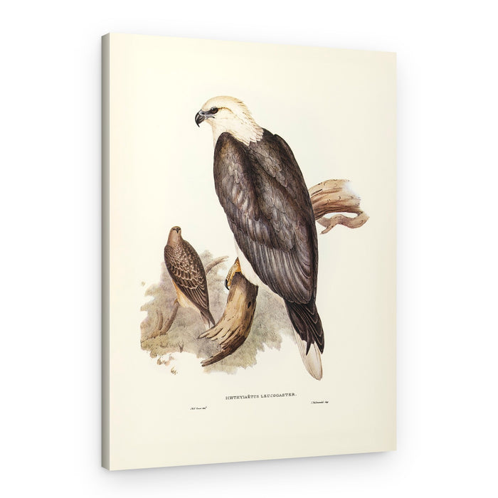 White Bellied Sea Eagle – Canvas Print