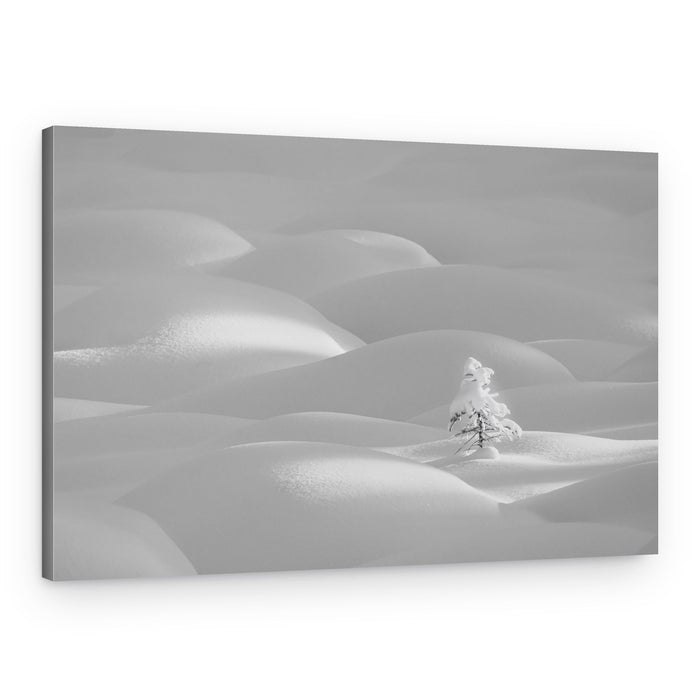 Solitary Winter Tree – Canvas Print