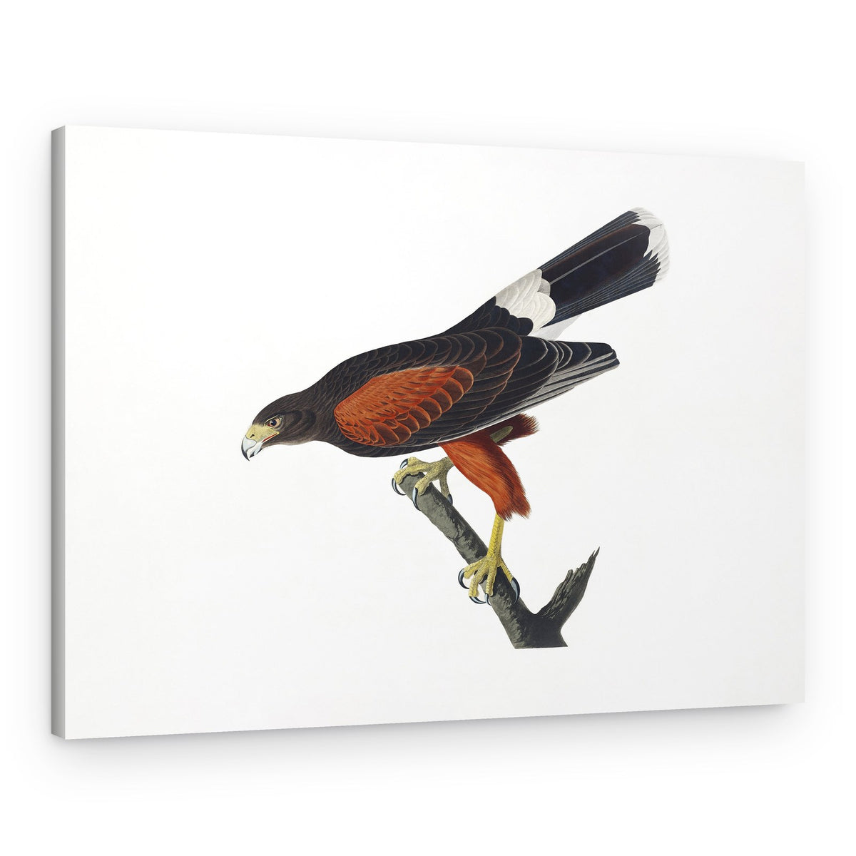 Louisiana Hawk From Birds of America (1827 – Canvas Print
