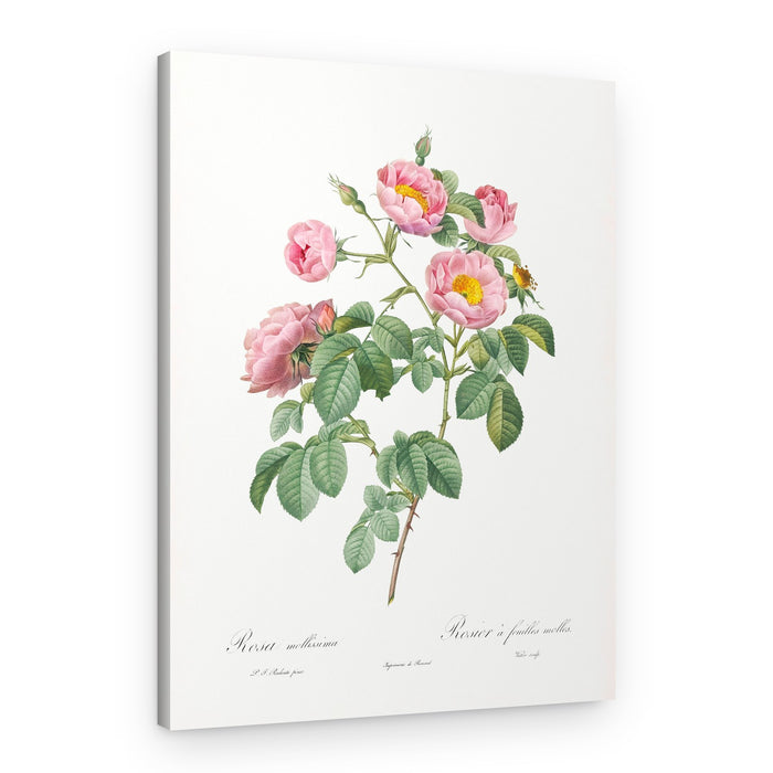Semi Double Variety of Tomentose Rose, Les Roses (1817–1824) – Canvas Print