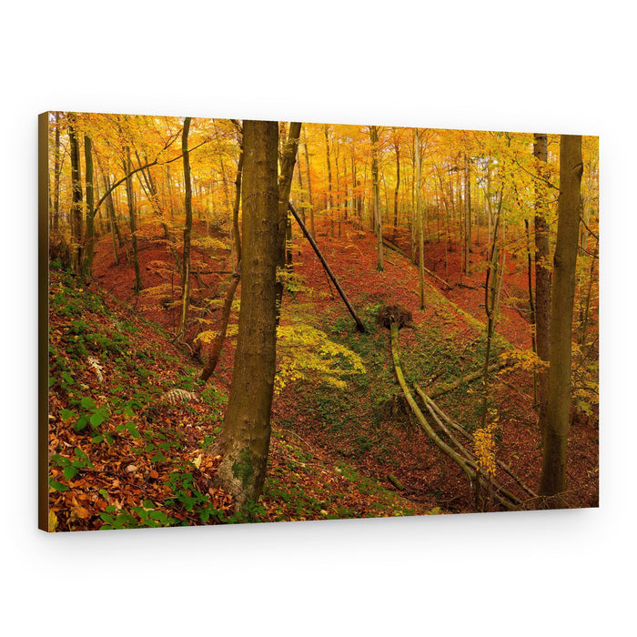 Autumn Forest Ravine – Canvas Print