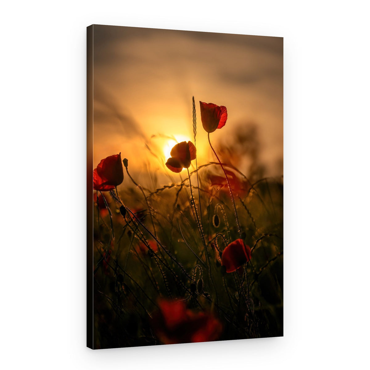 Tranquil Sunset Poppies – Canvas Print