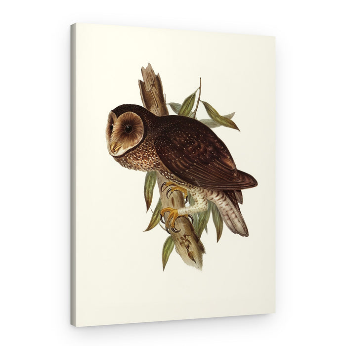 Sooty Owl – Canvas Print