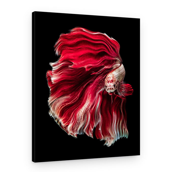 Vibrant Red Betta Fish – Canvas Print