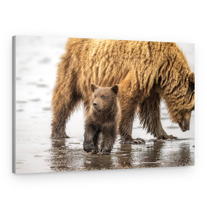 Grizzly Bear Cub Walk – Canvas Print