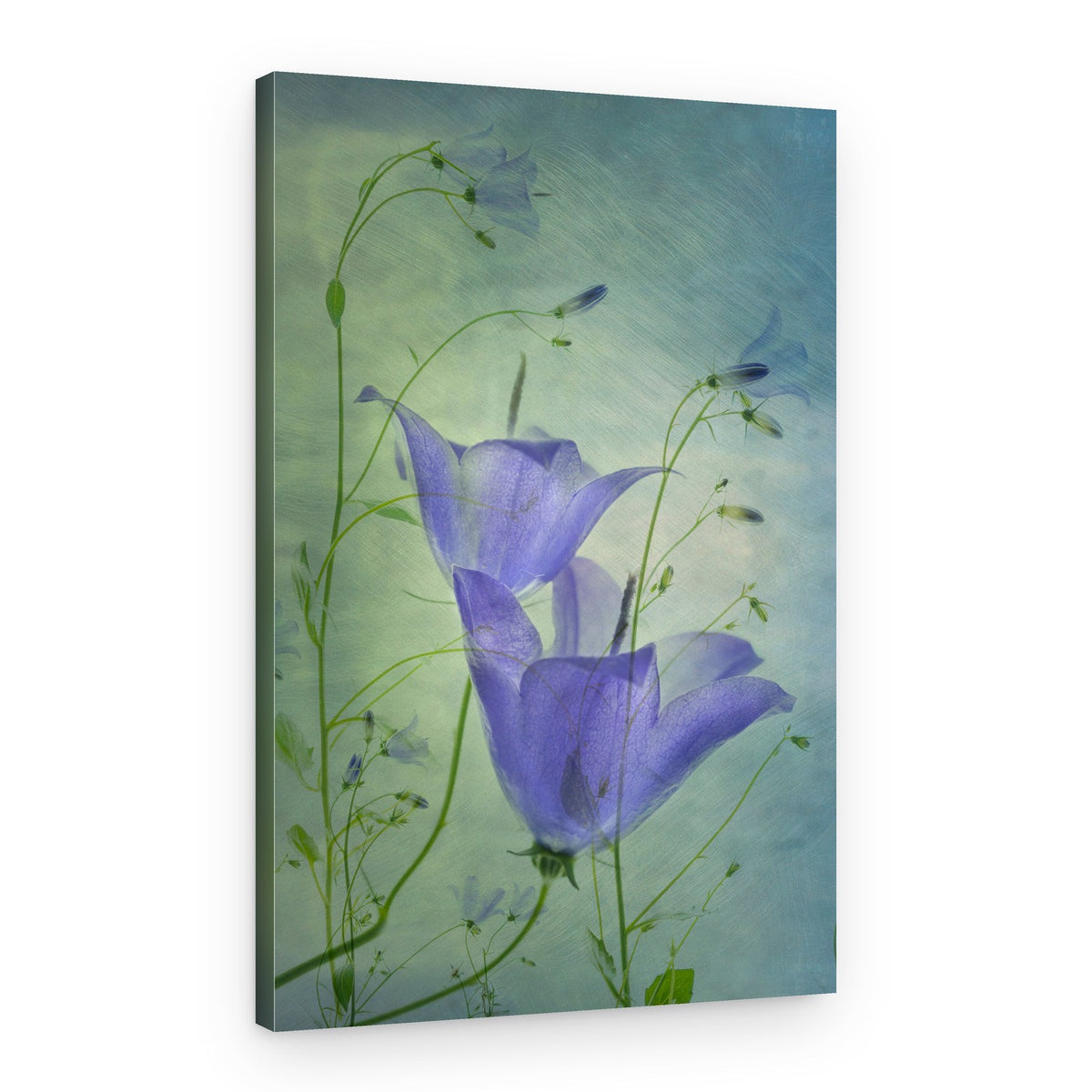Ethereal Blue Bellflowers – Canvas Print