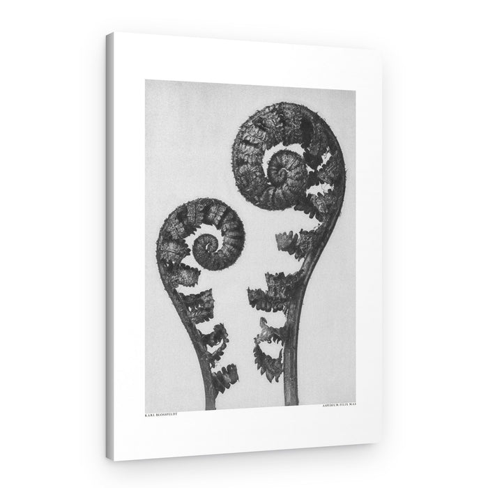 Aspidium Filix Mas – Canvas Print