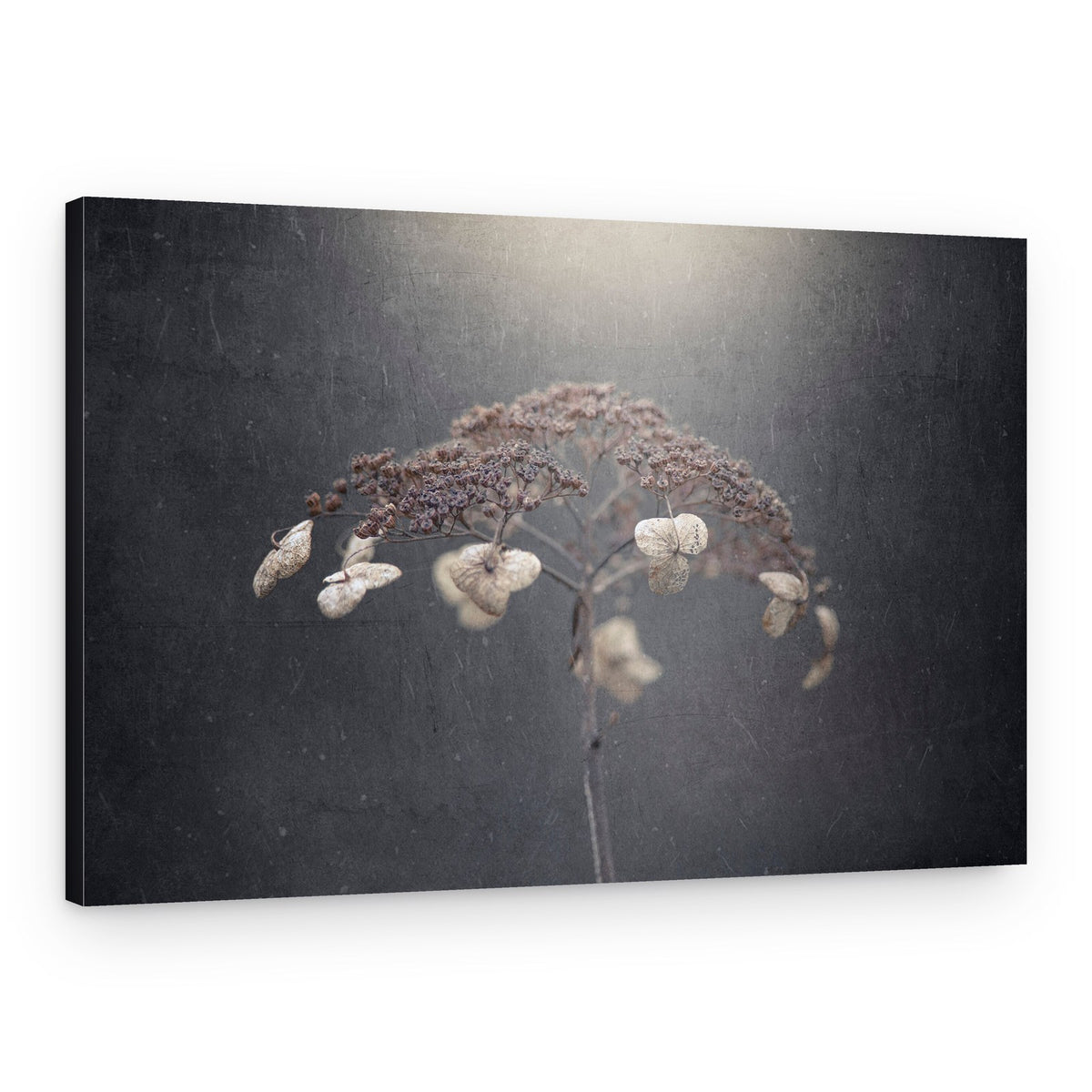 Dried Winter Bloom – Canvas Print