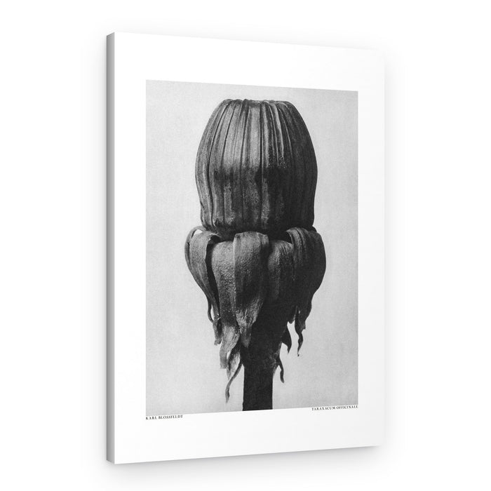 Taraxacum Officinale – Canvas Print