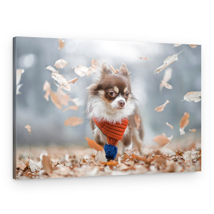 Cozy Autumn Chihuahua – Canvas Print
