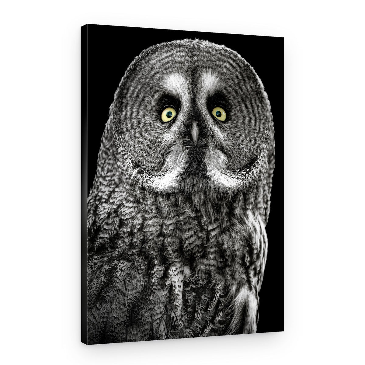 Captivating Owl Gaze – Canvas Print
