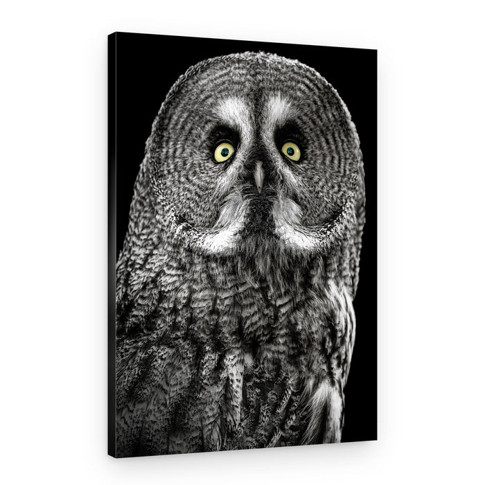 Captivating Owl Gaze – Canvas Print