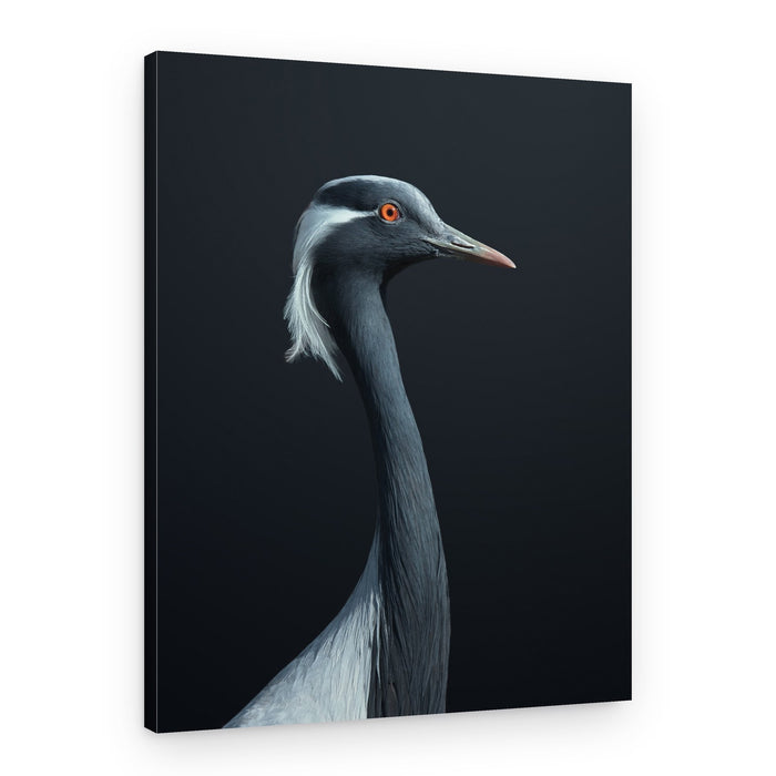 Demoiselle Crane Profile – Canvas Print