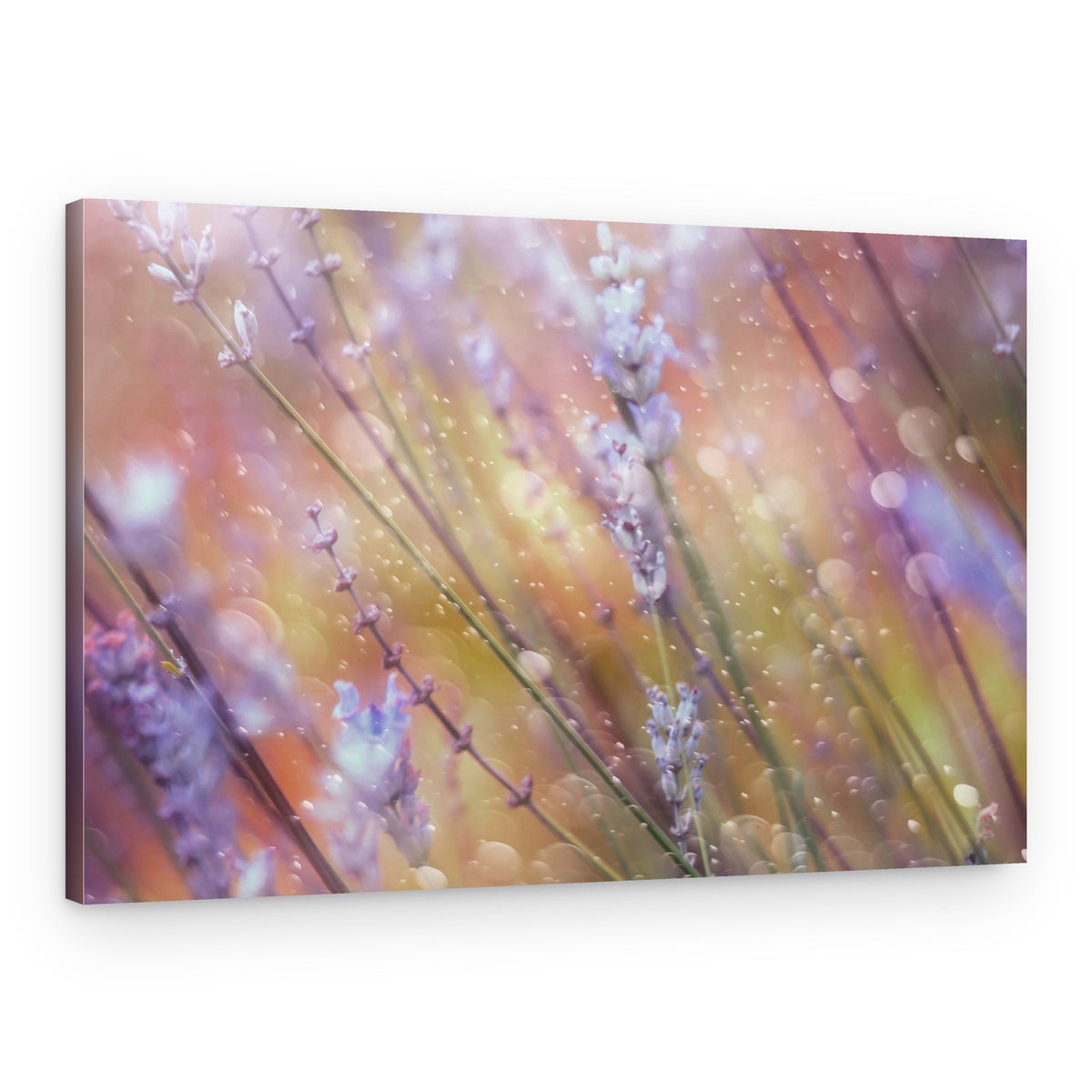 Dreamy Lavender Bokeh – Canvas Print