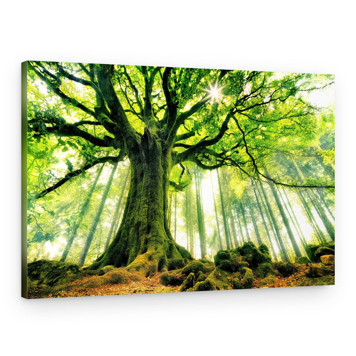 Sunlit Ancient Tree – Canvas Print