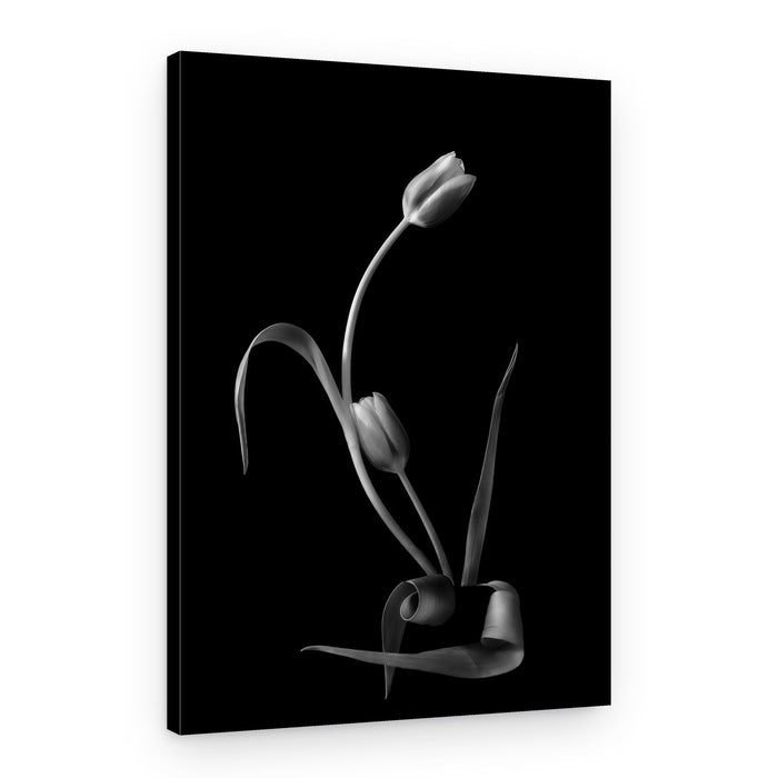 Monochrome Tulip Grace – Canvas Print