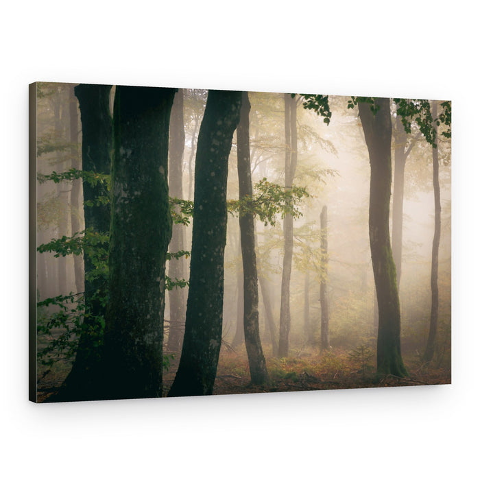 Misty Forest Morning – Canvas Print