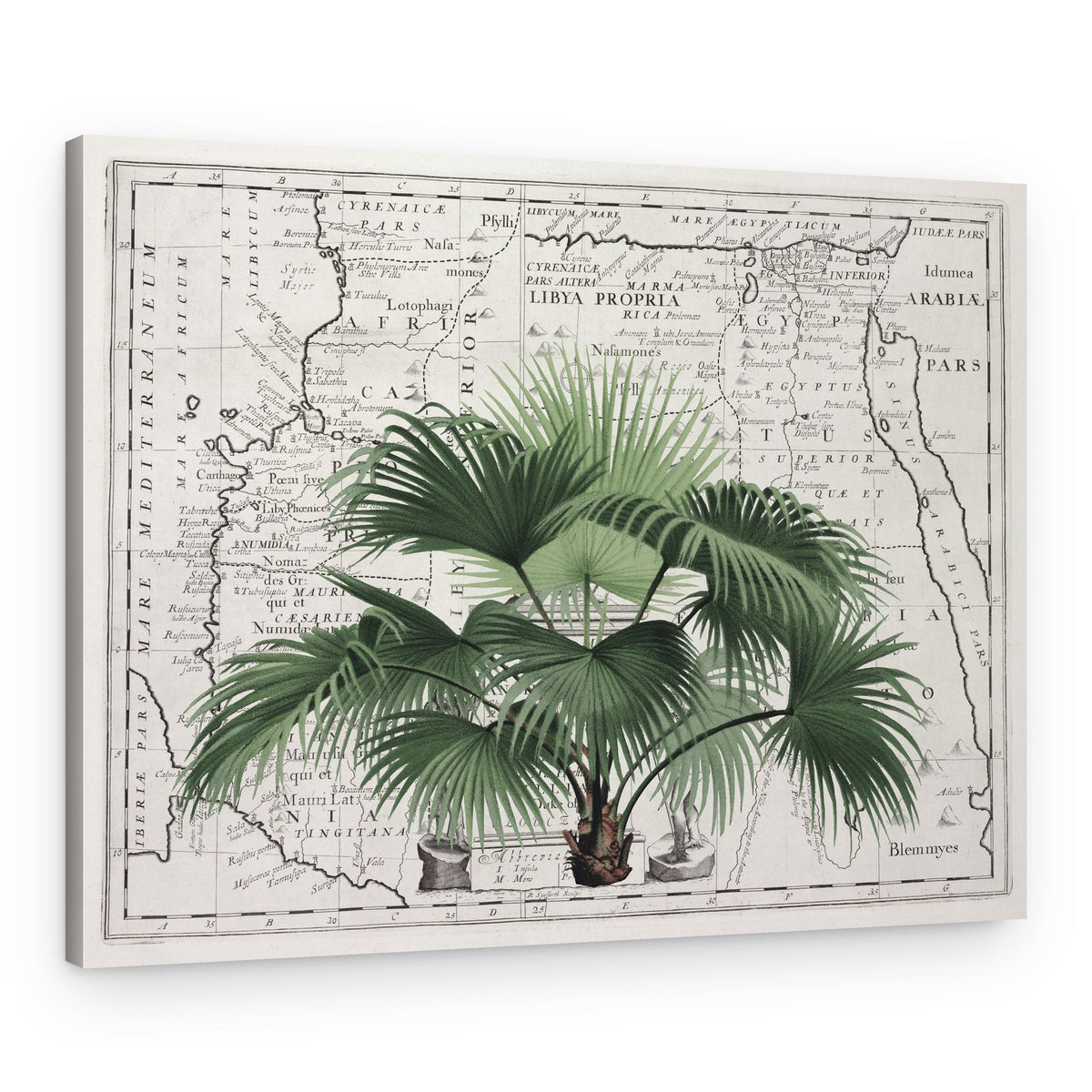 Vintage Palm on Africa Map – Canvas Print