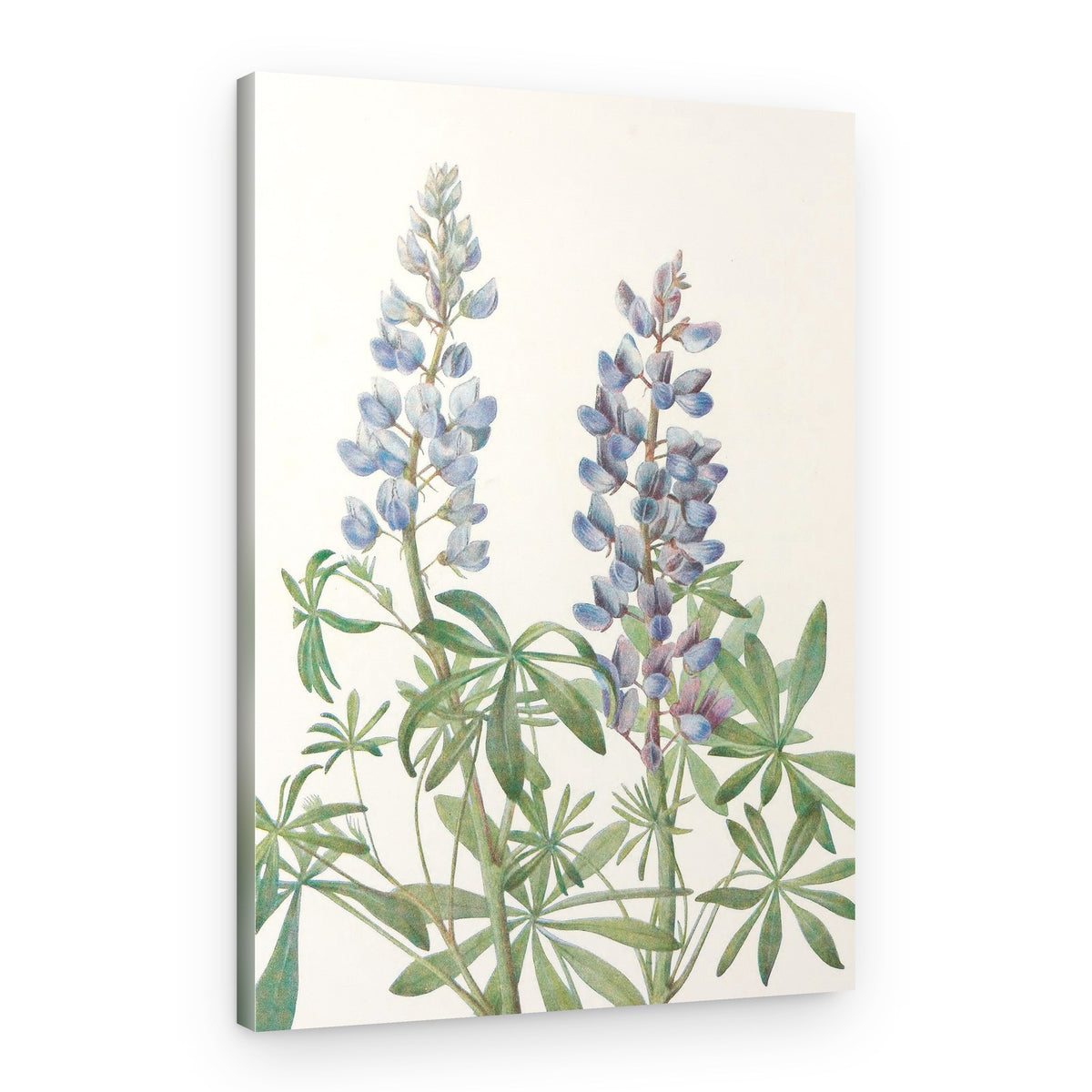 Sundial Lupine From North American Wildflowers (1925) By Mary Vaux Walcott – Canvas Print